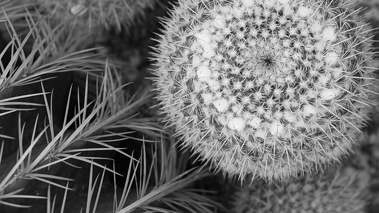 Black and white close of photograph of a dandelion