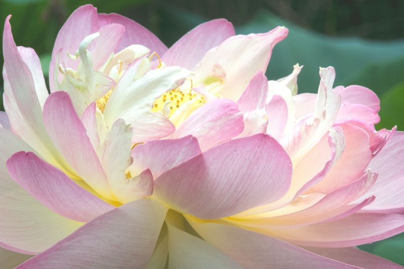 A lotus blooming