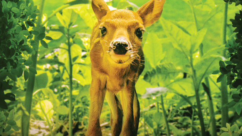 This Backyard Wilderness film poster shows a fawn surrounded by green leaves.